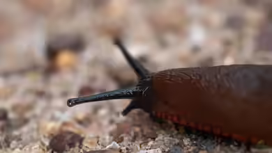 Unterschiedliche Nacktschneckenarten im Garten - ein umfassender Überblick