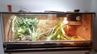 Unterschiedliche Temperaturzonen im Terrarium