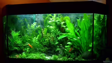 Unterwasserdreieck von Volkmar1