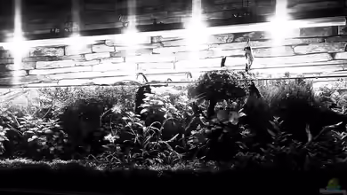 unterwasserkultur von El Hein