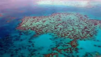 Urlaub am Great Barrier Reef - Ein Lebenstraum für Aquarianer