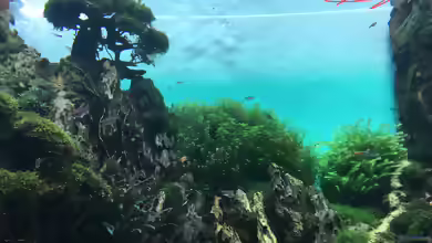 Urlaub auf Teneriffa Teil 2 ??? Das neuen ZEN Aquarium seit 2018 im Loro Parque!