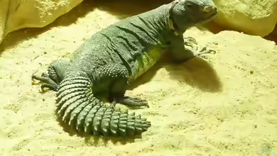 Uromastyx acanthinura im Terrarium halten