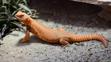 Uromastyx geyri im Terrarium halten