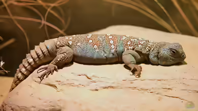 Uromastyx ocellata im Terrarium halten