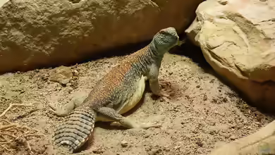 Uromastyx thomasi im Terrarium pflanzen