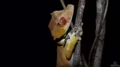 Uroplatus ebenaui im Terrarium halten