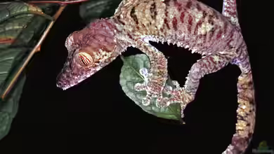 Uroplatus fimbriatus im Terrarium halten