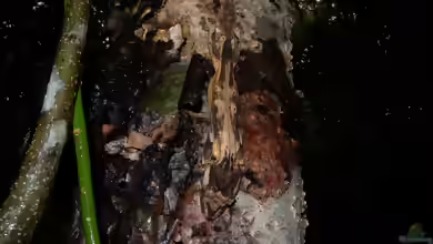 Uroplatus guentheri im Terrarium halten