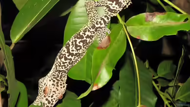 Uroplatus henkeli im Terrarium halten