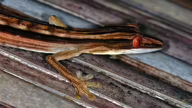 Uroplatus lineatus im Terrarium halten