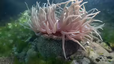 Urticina columbiana im Aquarium halten