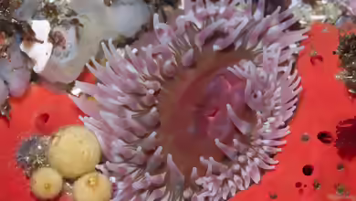 Urticina coriacea im Aquarium halten