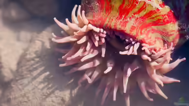 Urticina crassicornis im Aquarium halten