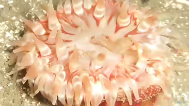 Urticina eques im Aquarium halten