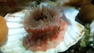 Urticina felina im Aquarium halten