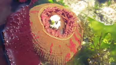 Urticina grebelnyi im Aquarium halten