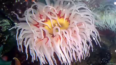 Urticina piscivora im Aquarium halten