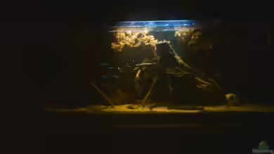 Urwaldbach (aufgelöst) von Zugbremser72