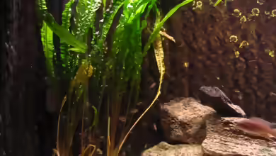 Usteris Wasserkelch im Aquarium pflegen