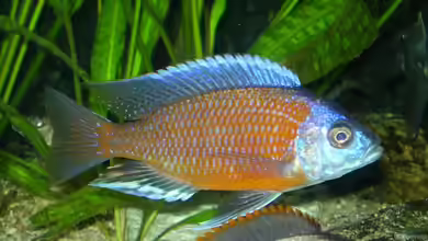 Utakas aus dem Malawisee – Farbenprächtige Freiwasserbuntbarsche für das Malawi-Aquarium