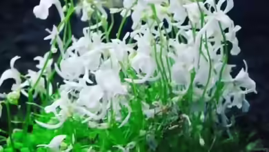 Utricularia sandersonii 