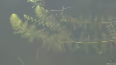 Utricularia vulgaris im Gartenteich pflegen