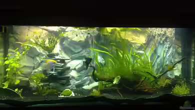 v_bREITS Becken von v_bREIT