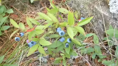 Vaccinium angustifolium im Garten pflanzen