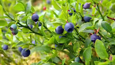 Vaccinium myrtillus im Garten pflanzen