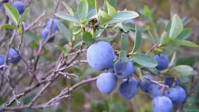 Vaccinium uliginosum im Garten pflanzen