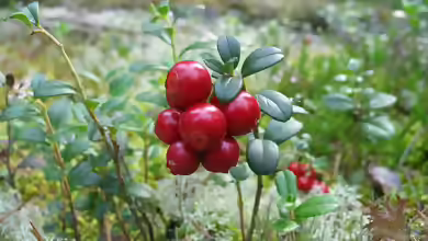 Vaccinium vitis-idaea im Garten pflanzen