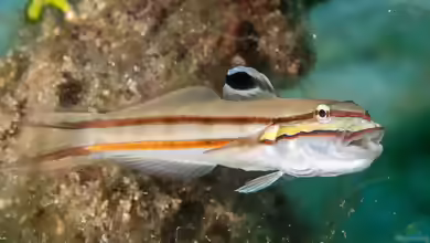 Valenciennea helsdingenii im Aquarium halten