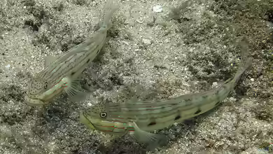 Valenciennea longipinnis im Aquarium halten