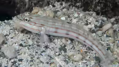 Valenciennea muralis im Aquarium halten