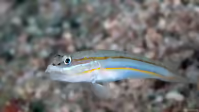 Valenciennea parva im Aquarium halten