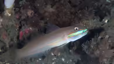 Valenciennea randalli im Aquarium halten