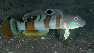 Valenciennea wardii im Aquarium halten