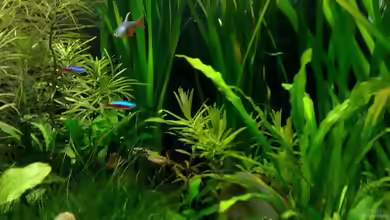 Vallisneria eine altbekannte Pflanzenart