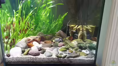Vallisnerien im Aquarium: Die vielseitige und robuste Wasserpflanze Vallisneria ausführlich vorgestellt