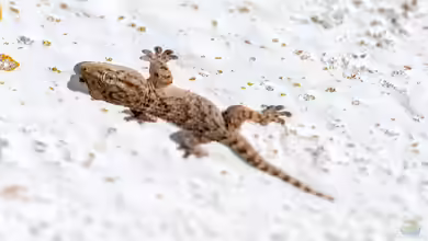 Van-der-Waals-Kräfte im Terrarium: Unsichtbare Kräfte mit gewaltiger Wirkung