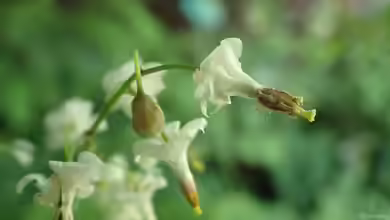 Vancouveria hexandra im Garten pflanzen