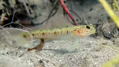 Vanderhorstia mertensi im Aquarium halten