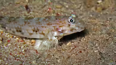 Vanderhorstia ornatissima im Aquarium halten