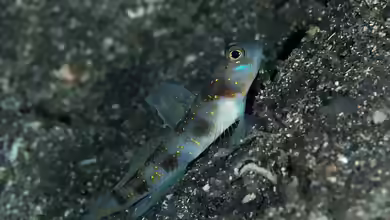 Vanderhorstia rapa im Aquarium halten