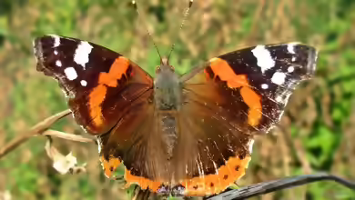 Vanessa atalanta im Garten