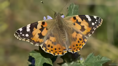 Vanessa cardui im Garten