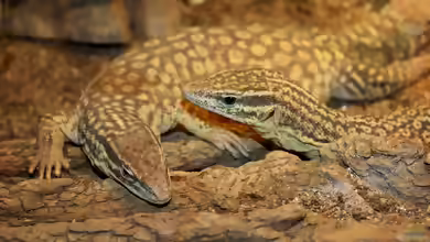 Varanus acanthurus im Terrarium halten