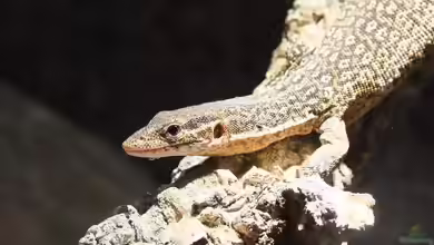 Varanus auffenbergi im Terrarium halten