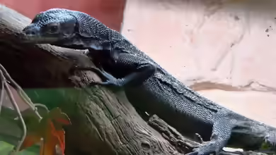 Varanus beccari im Terrarium halten